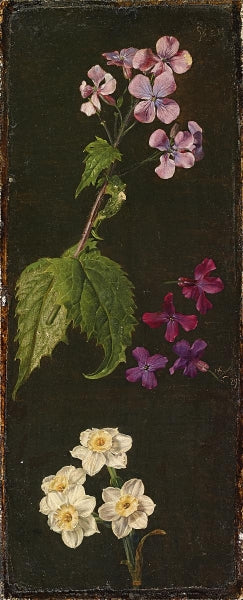 Flowers Study of Daffodils, Violets and Meadowfoam, vintage artwork by Johann Wilhelm Preyer, A3 (16x12") Poster Print