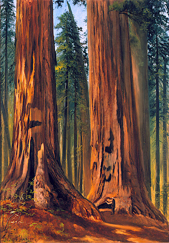 Redwoods, vintage artwork by Gilbert Munger, 12x8" (A4) Poster