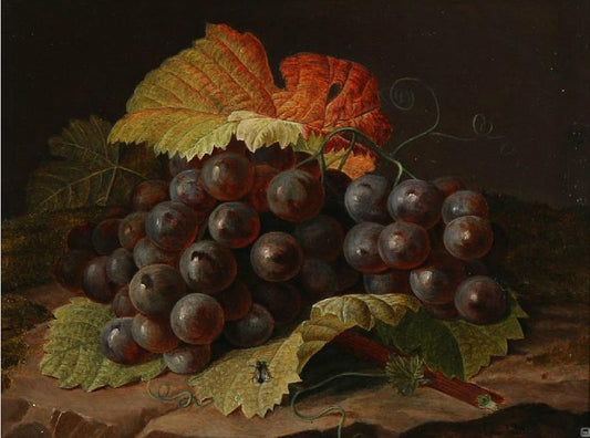 A cluster of blue grapes, vintage artwork by Johan Laurentz (J.L.) Jensen, A3 (16x12") Poster Print