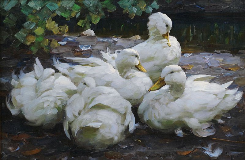 Five White Ducks by Alexander Koester,A3(16x12")Poster