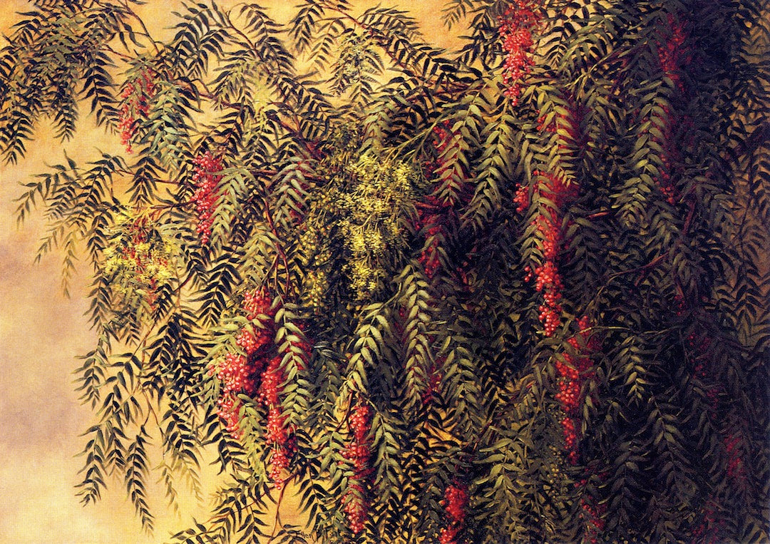 Pepper Trees, vintage artwork by Ellen Burpee Farr, 12x8" (A4) Poster