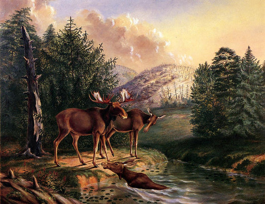 Moose in Maine, vintage artwork by Titian Ramsey Peale II, A3 (16x12") Poster Print