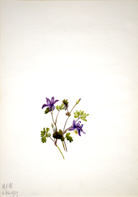 Blue Columbine (Aquilegia saximontana), vintage artwork by Mary Vaux Walcott, 12x8" (A4) Poster