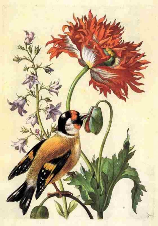 Pasari, vintage artwork by Maria Sybilla Merian, 12x8" (A4) Poster