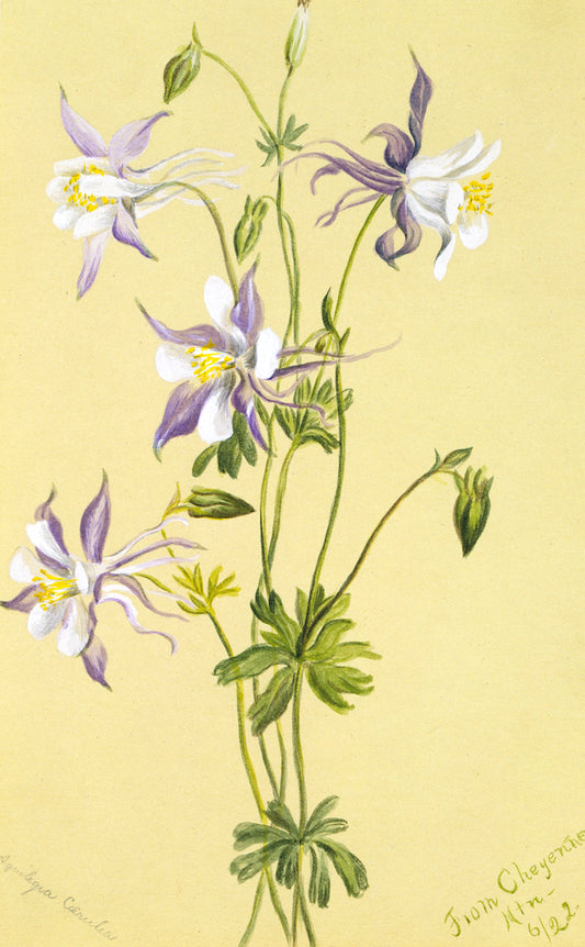 Blue Columbine (Aquilegia caerulea), vintage artwork by Mary Vaux Walcott, 12x8" (A4) Poster