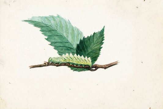 Jagged Leaf Edge Caterpillar by Louis Agassiz Fuertes,16x12(A3) Poster