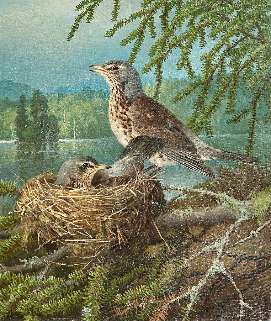 Birds in the Nest, vintage artwork by Ferdinand von Wright, 12x8" (A4) Poster