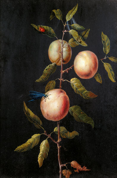 Branch of a Pear Tree, vintage artwork by Barbara Regina  Dietzsch, 12x8" (A4) Poster