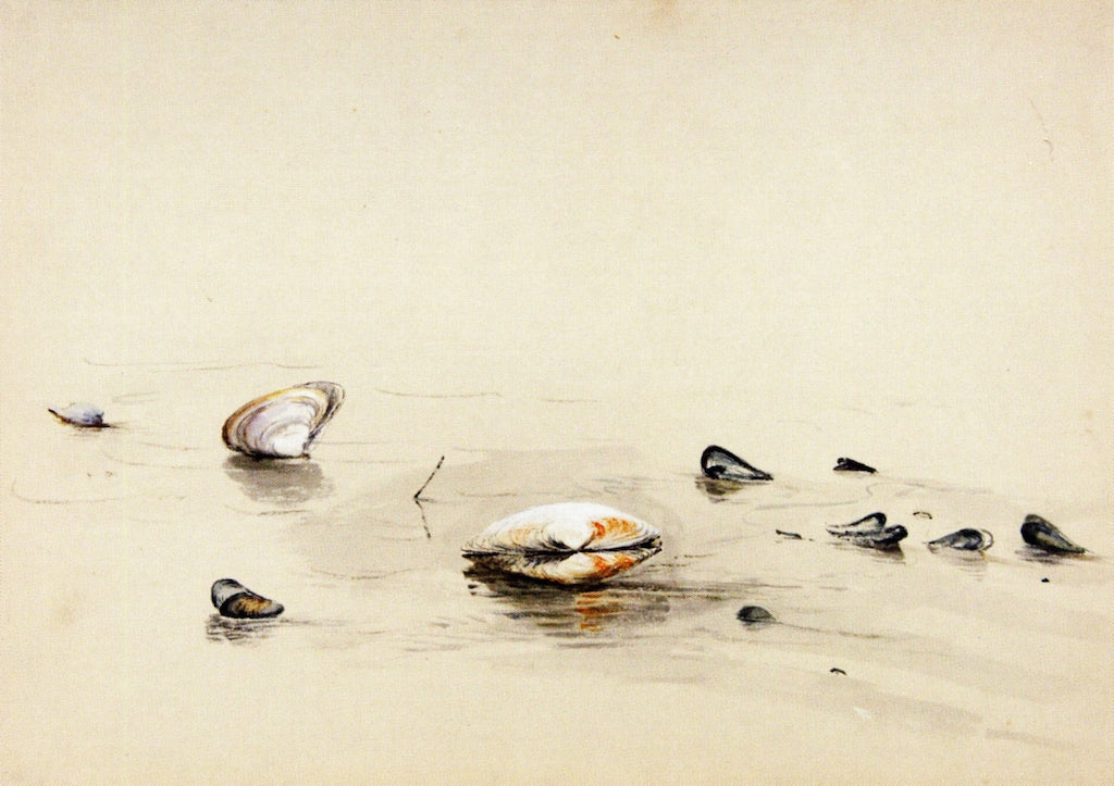 Clams and Mussels, vintage artwork by Fidelia Bridges, 12x8" (A4) Poster