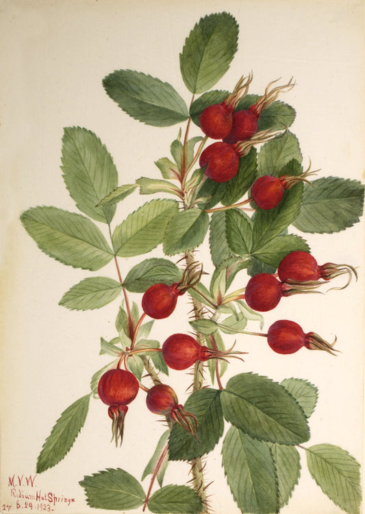 Bourgeau Rose (Rosa bourgeauiana), vintage artwork by Mary Vaux Walcott, 12x8" (A4) Poster