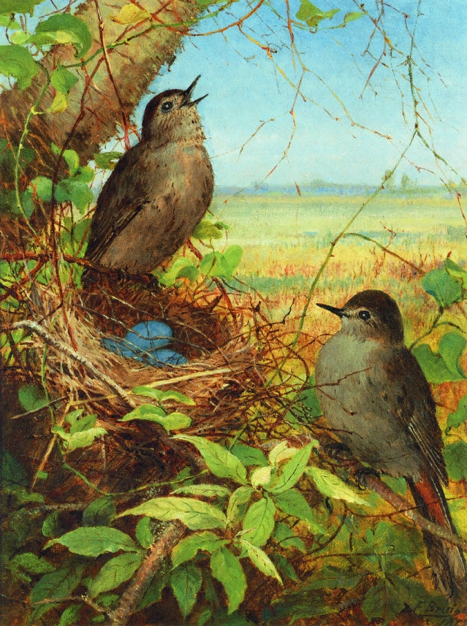 Thrushes Nest, vintage artwork by Fidelia Bridges, 12x8" (A4) Poster