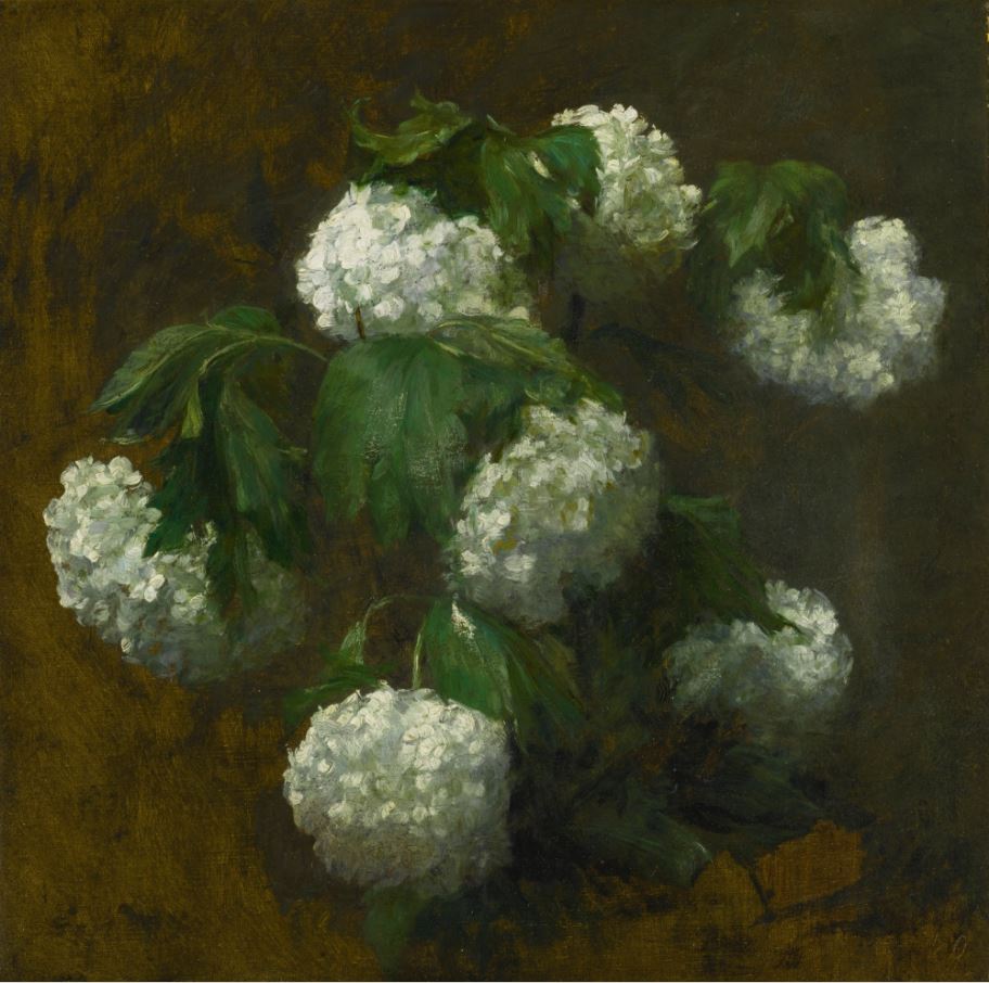 White Hydrangeas, vintage artwork by Victoria Fantin-Latour, 12x8" (A4) Poster