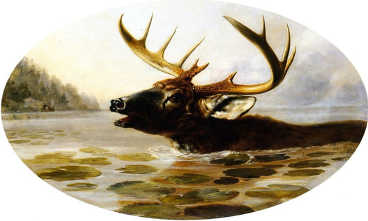 Swimming Buck, vintage artwork by Arthur Fitzwilliam Tait, A3 (16x12") Poster Print