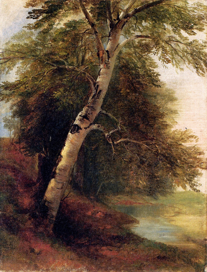 Nature Study: A Birch Tree, vintage artwork by Asher Brown Durand, A3 (16x12