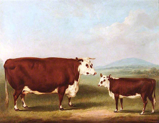 Prize Cow and Calf, vintage artwork by William Henry Davis, 12x8" (A4) Poster