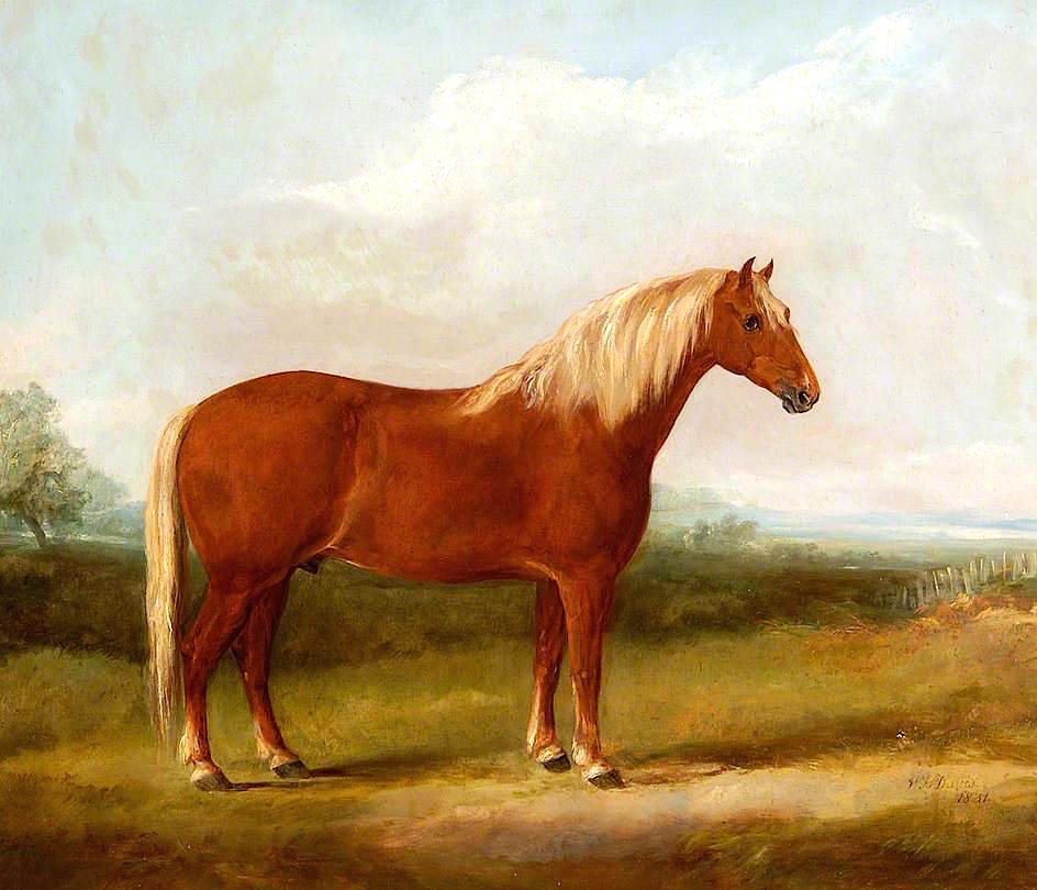 Fairhead Boxer 405, vintage artwork by William Henry Davis, 12x8" (A4) Poster