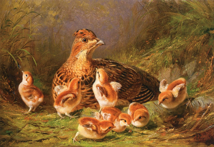 Ruffed Grouse and Chicks, vintage artwork by Arthur Fitzwilliam Tait, A3 (16x12