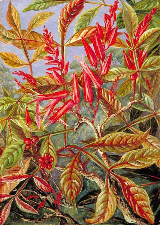 Bitter Wood in Flower and Fruit, Painted at Sarawak, Borneo, vintage artwork by Marianne North, 12x8" (A4) Poster