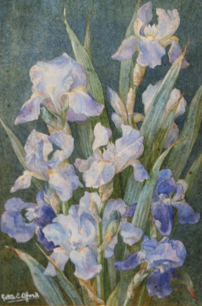 Flag Iris, vintage artwork by Gertrude Elizabeth W. Offord, 12x8" (A4) Poster