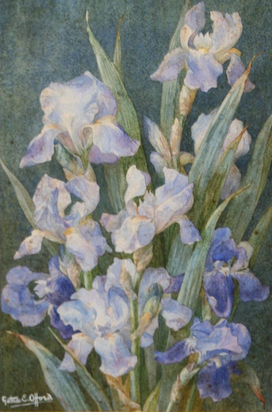 Flag Iris, vintage artwork by Gertrude Elizabeth W. Offord, 12x8" (A4) Poster