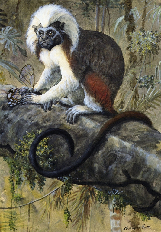 Cotton-Topped Tamarin, vintage artwork by Louis Agassiz Fuertes, 12x8" (A4) Poster