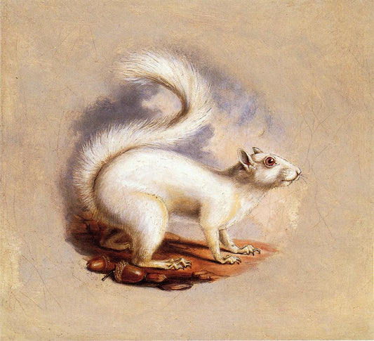 White Squirrel, vintage artwork by Titian Ramsey Peale II, A3 (16x12") Poster Print
