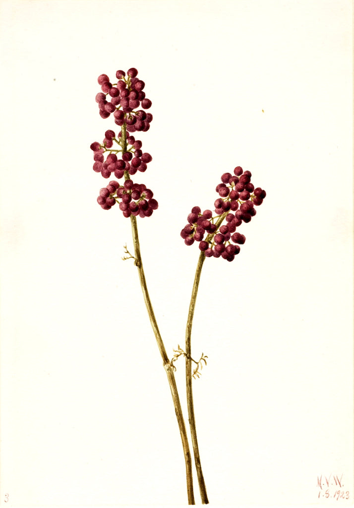 Beauty Berry (Callicarpa americana), vintage artwork by Mary Vaux Walcott, 12x8" (A4) Poster