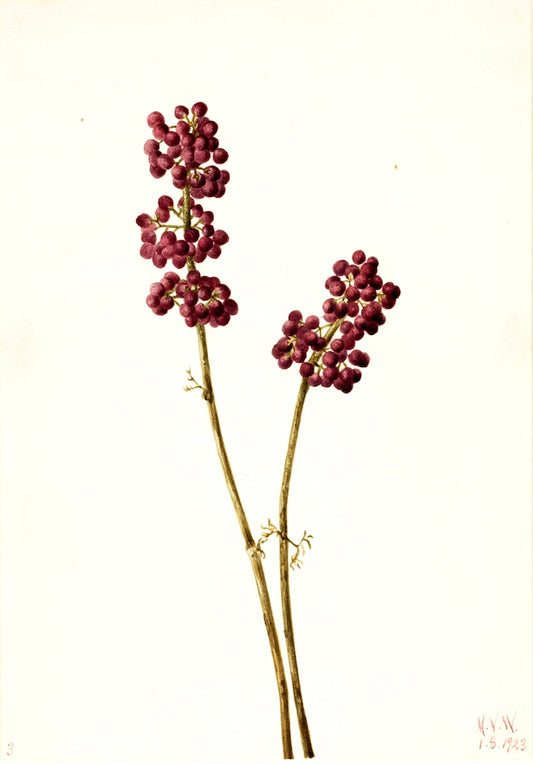 Beauty Berry (Callicarpa americana), vintage artwork by Mary Vaux Walcott, 12x8" (A4) Poster