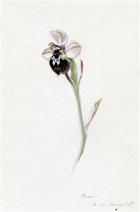 Study of a Sawfly Orchid, Rome by Winifred Knights,16x12(A3) Poster