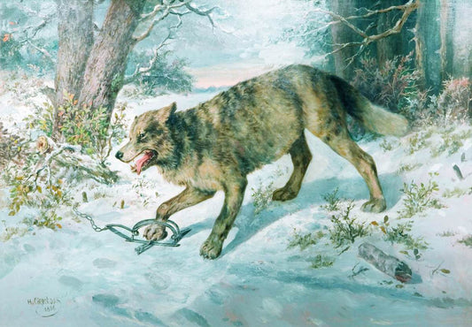 Trapped Wolf, vintage artwork by Nikolai Sverchkov, A3 (16x12") Poster Print