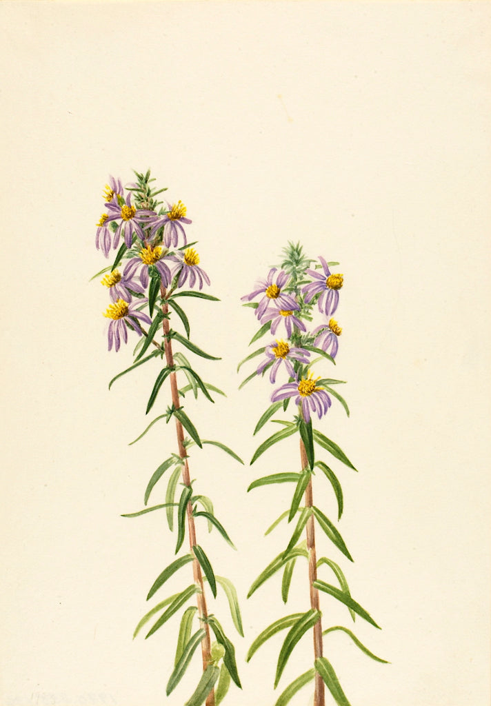 Aster (Aster hirariifolius), vintage artwork by Mary Vaux Walcott, 12x8" (A4) Poster