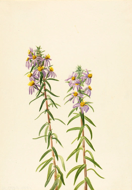 Aster (Aster hirariifolius), vintage artwork by Mary Vaux Walcott, 12x8" (A4) Poster