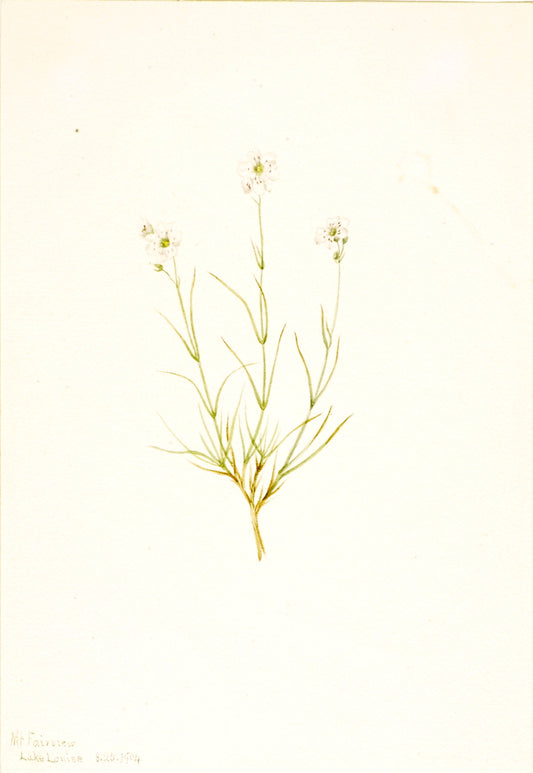 Arenaria formosa, vintage artwork by Mary Vaux Walcott, 12x8" (A4) Poster