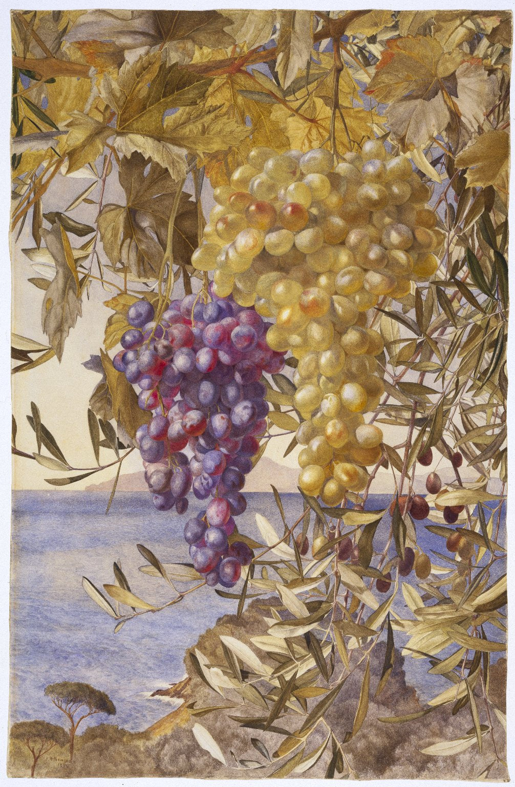 Grapes and Olives, vintage artwork by Henry Roderick Newman, 12x8" (A4) Poster