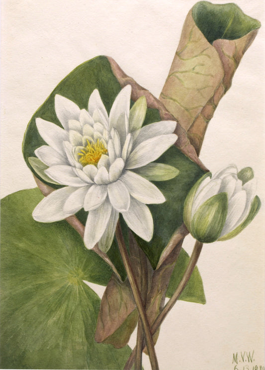 American Waterlily (Castalia odorata), vintage artwork by Mary Vaux Walcott, 12x8" (A4) Poster