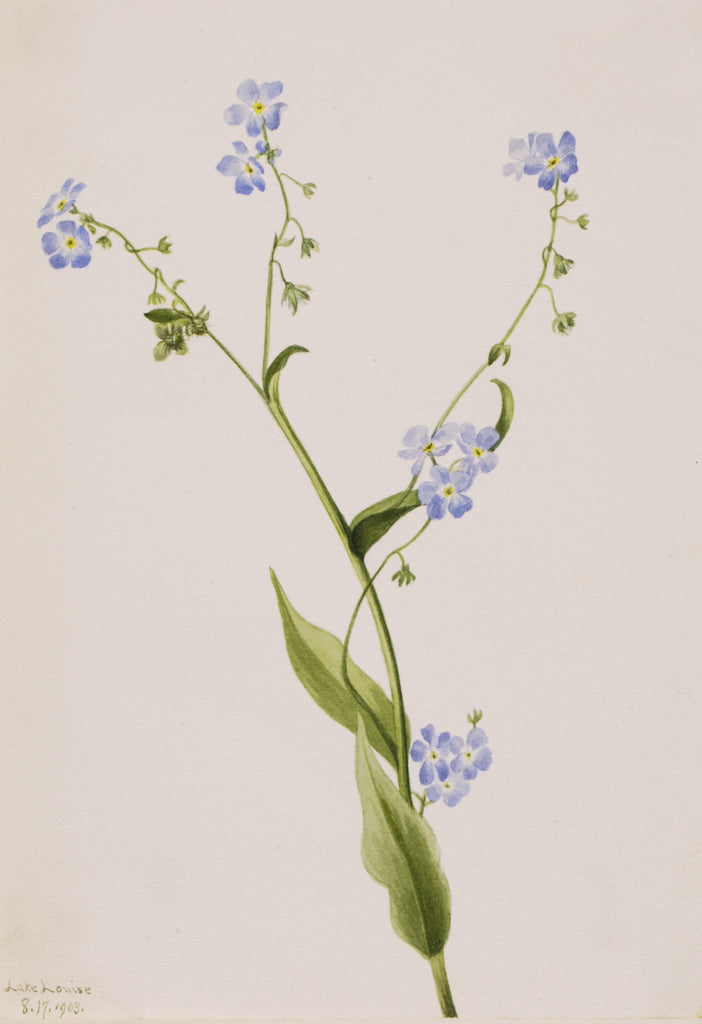 Bur-forget-me-not (Lappula diffusa) by Mary Vaux Walcott,A3(16x12")Poster