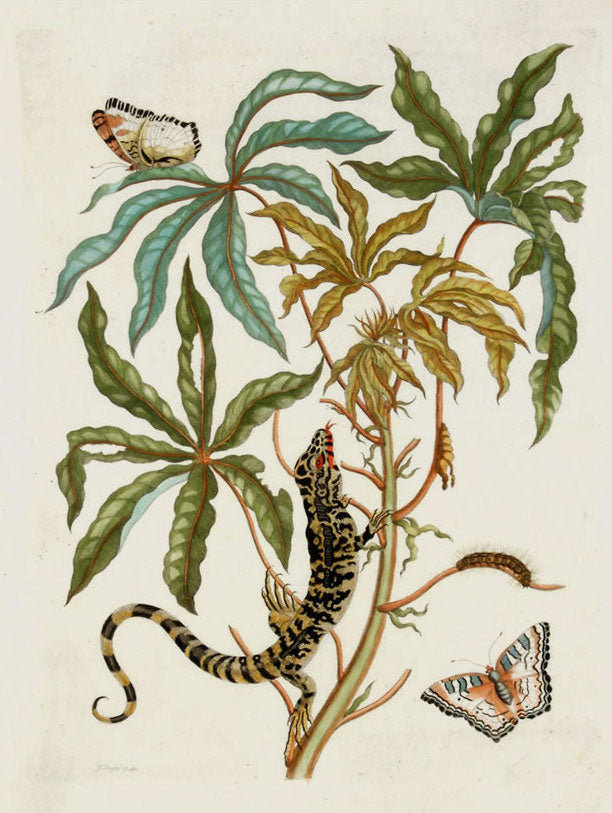 Jatropha Moth, Lizard & Manioc, vintage artwork by Maria Sybilla Merian, 12x8" (A4) Poster
