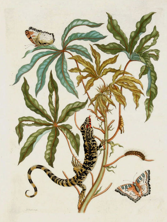 Jatropha Moth, Lizard & Manioc, vintage artwork by Maria Sybilla Merian, 12x8" (A4) Poster
