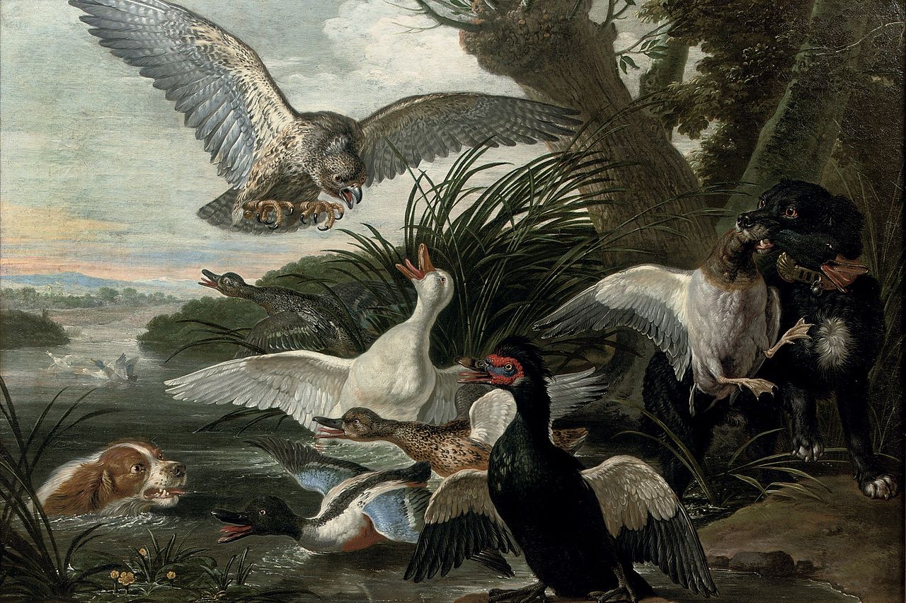 Waterfowl under attack by  two Springer Spaniels and a buzzard, in a river landscape, vintage artwork by David de Coninck, 12x8" (A4) Poster