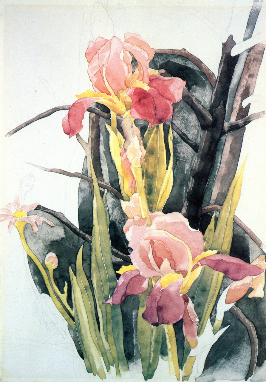 Flowers: Irises by Charles Demuth,16x12(A3) Poster