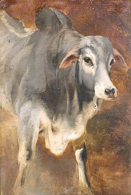 Study of an Ox, vintage artwork by William Huggins, A3 (16x12") Poster Print