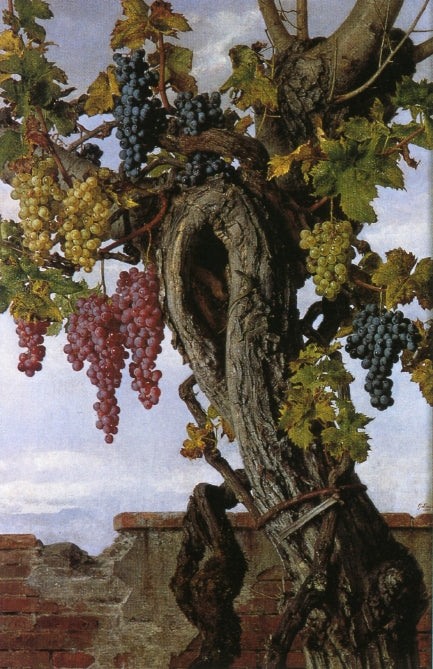 Grapevine with a Lizard by Giorgio Lucchesi,A3(16x12")Poster