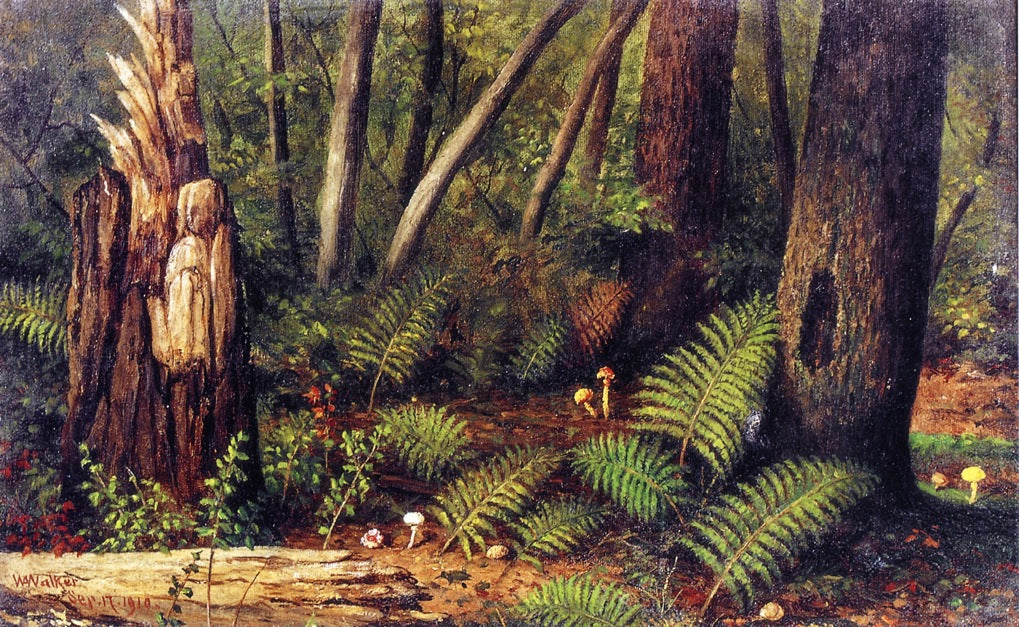 Forest with Ferns and Mushrooms, vintage artwork by William Aiken Walker, 12x8" (A4) Poster