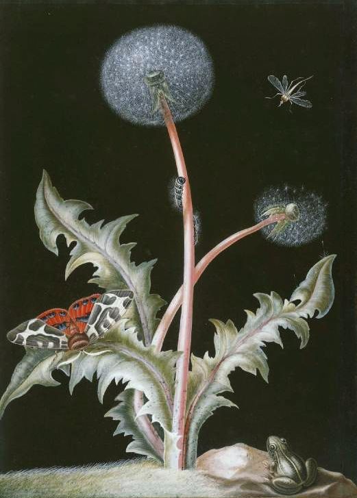Dandelion with insects and a frog, vintage artwork by Johan Christoph Bayer, 12x8" (A4) Poster