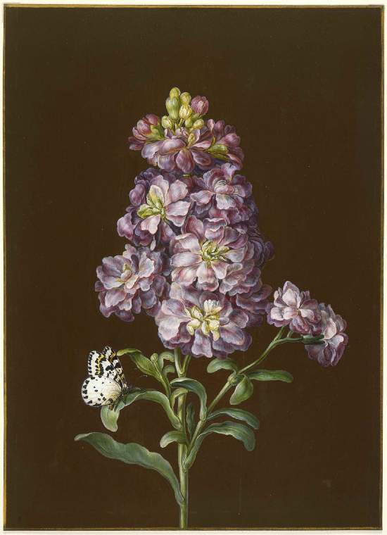 Double Stock with butterfly, vintage artwork by Johann Bayer, 12x8" (A4) Poster