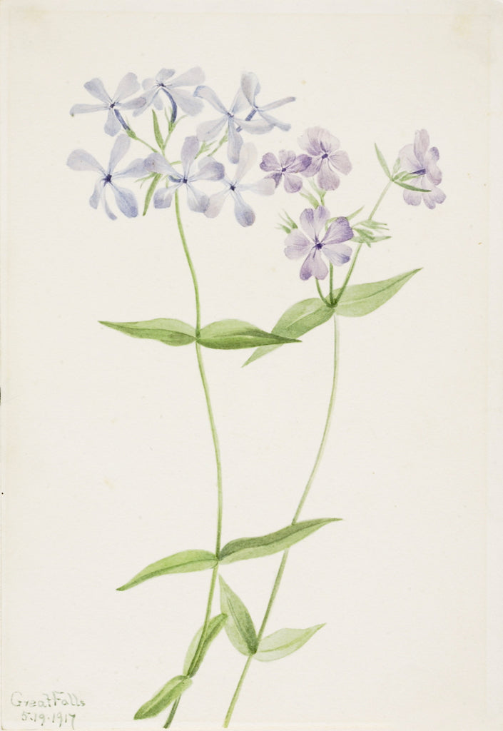 Blue Phlox (Phlox divaricata), vintage artwork by Mary Vaux Walcott, 12x8" (A4) Poster