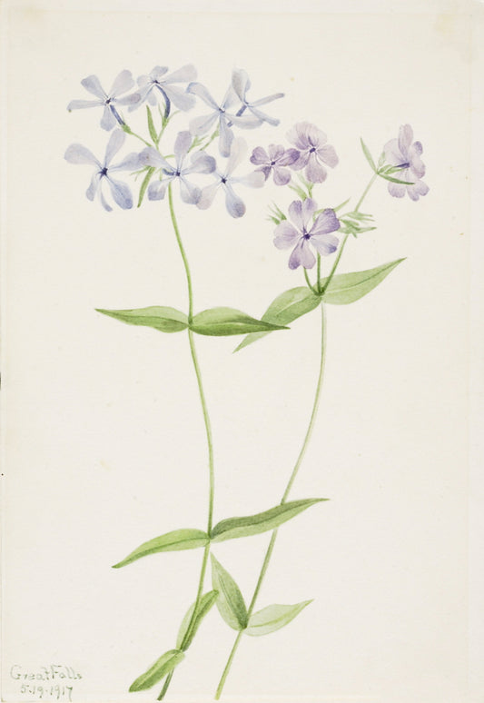 Blue Phlox (Phlox divaricata), vintage artwork by Mary Vaux Walcott, 12x8" (A4) Poster