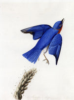 Eastern Bluebird, vintage artwork by John James Audubon, 12x8" (A4) Poster