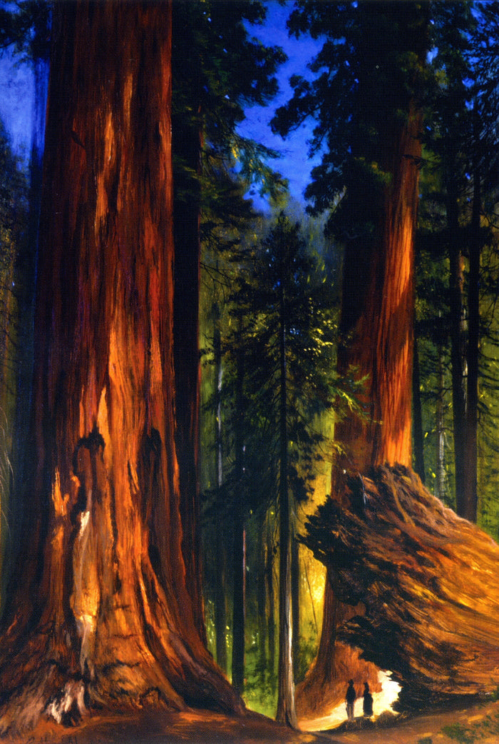 Giant Sequoias, vintage artwork by Gilbert Munger, 12x8