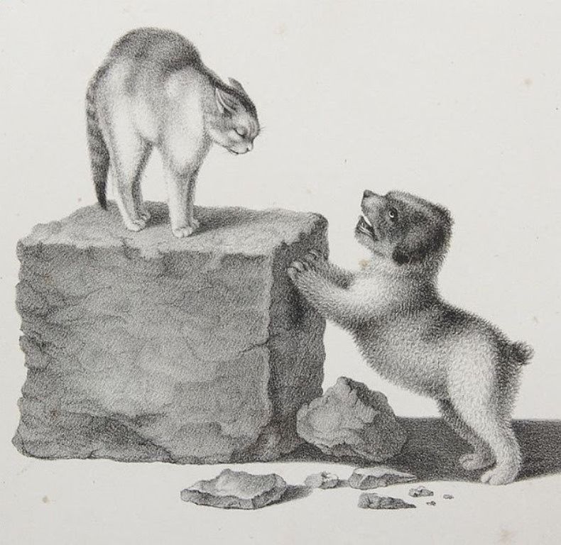 Cat and Dog, vintage artwork by Gottfried Mind, 12x8" (A4) Poster